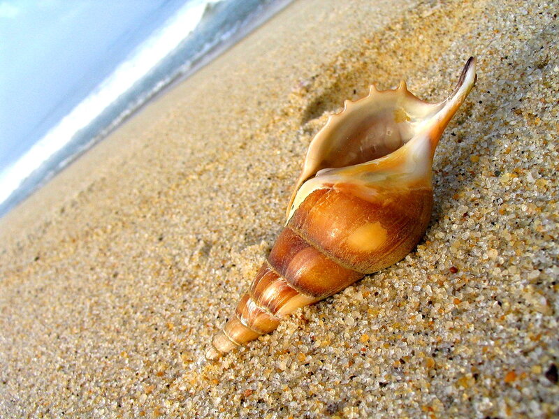 Seashell on Sandy Beach — Brown, Serene, Afternoon
