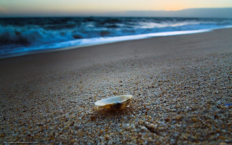 Seashell on Sandy Beach — Brown, Serene, Sunset, Photograph