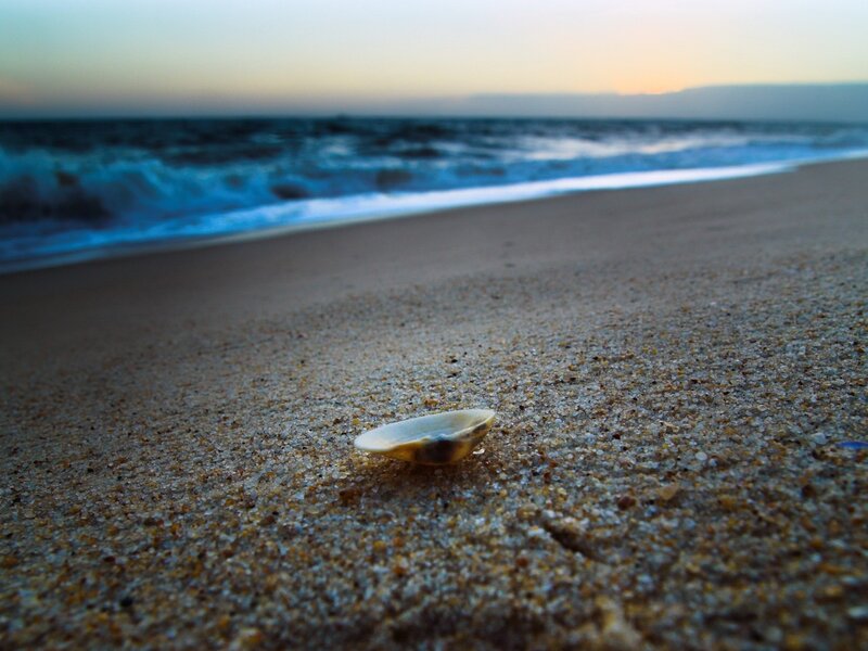 Seashell on Sandy Beach — Brown, Serene, Sunset