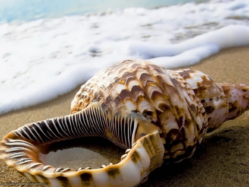 Seashell on Sandy Beach — Brown, Serene