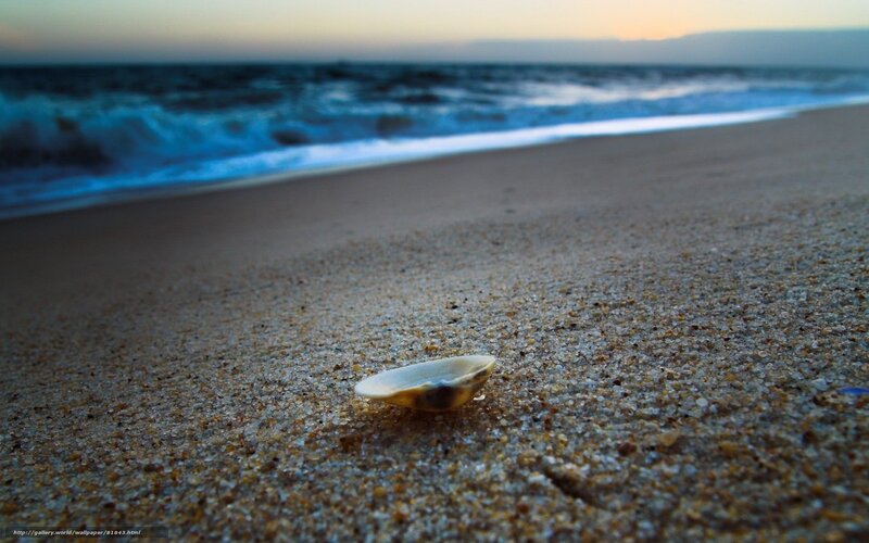 Seashell on Sandy Beach — Brown