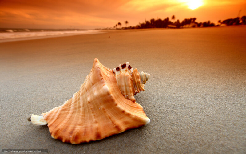 Seashell on Sandy Beach — Orange, Serene, Sunset, Photograph