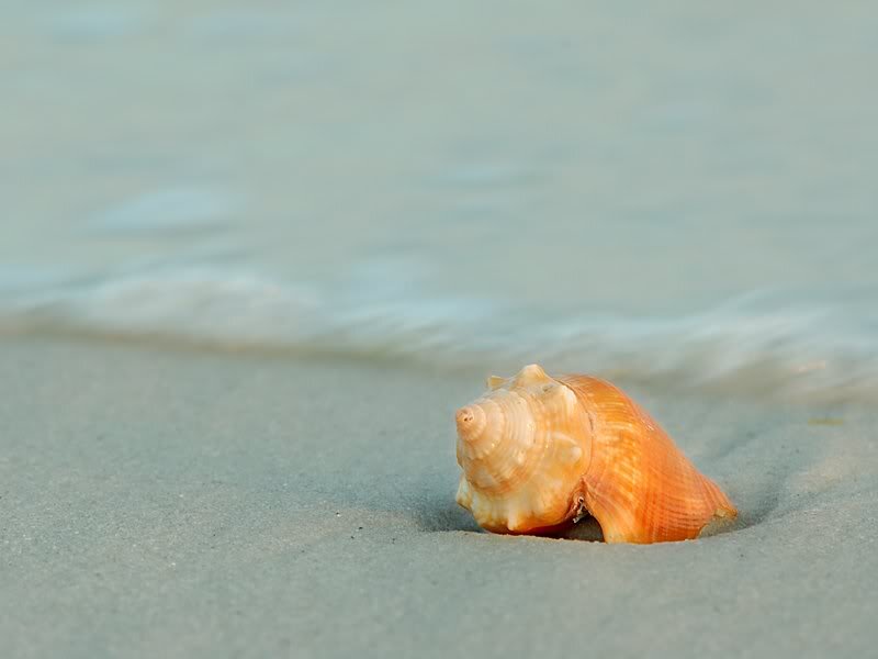 Seashell on Sandy Beach — Orange, Serene, Sunset