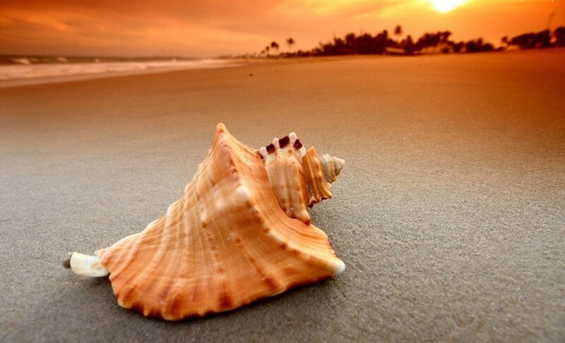 Seashell on Sandy Beach — Orange, Serene