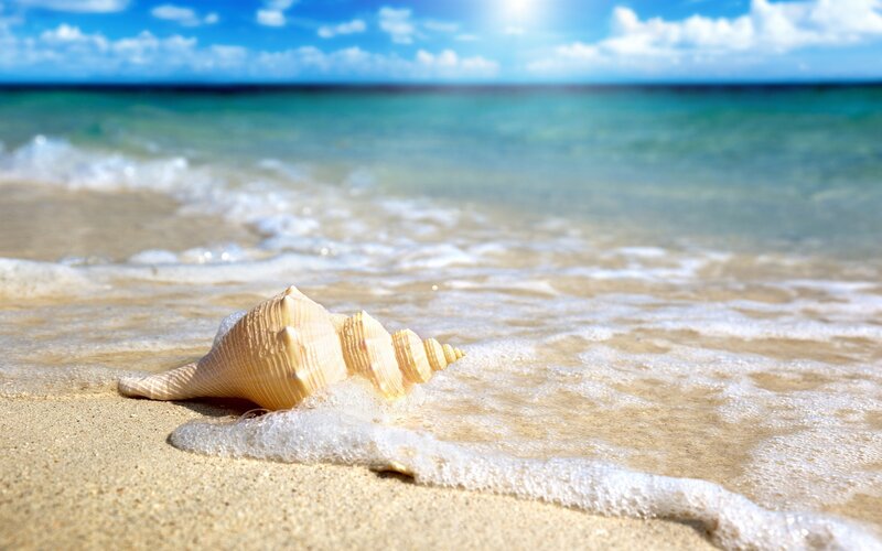 Seashell on Sandy Beach — Photograph