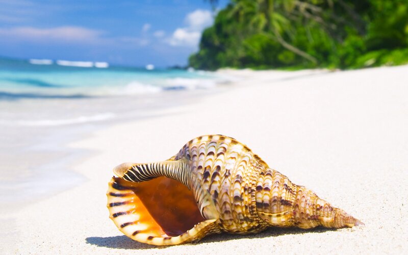 Seashell on Sandy Beach — White, Serene