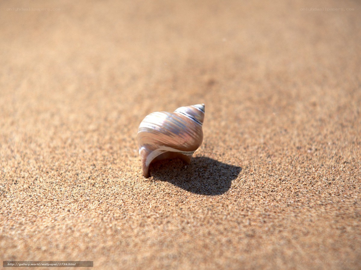 Seashell on sandy beach