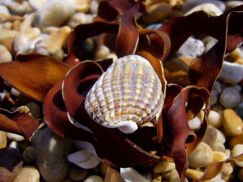 Seashell on Seaweed