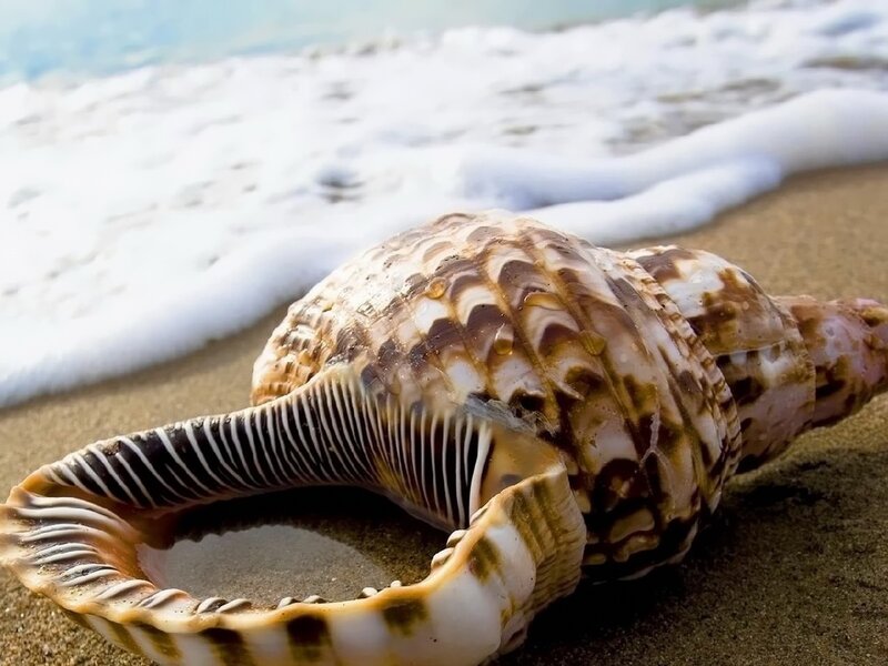 Seashell on the beach