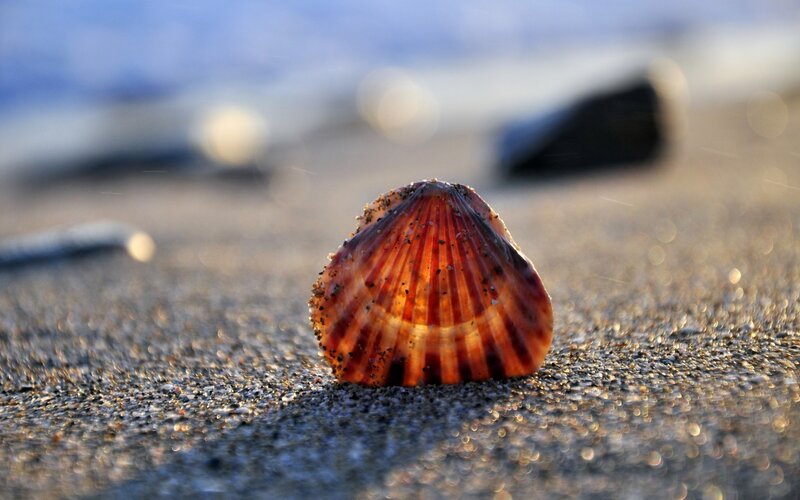 Seashell on the beach