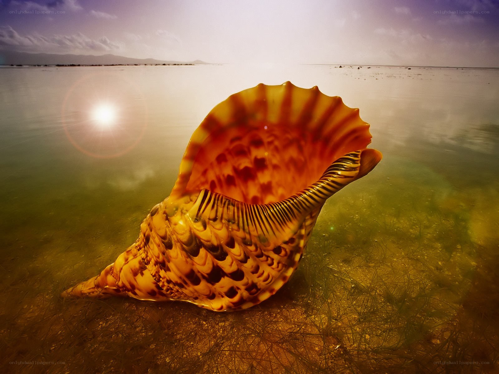 Seashell on the seafloor