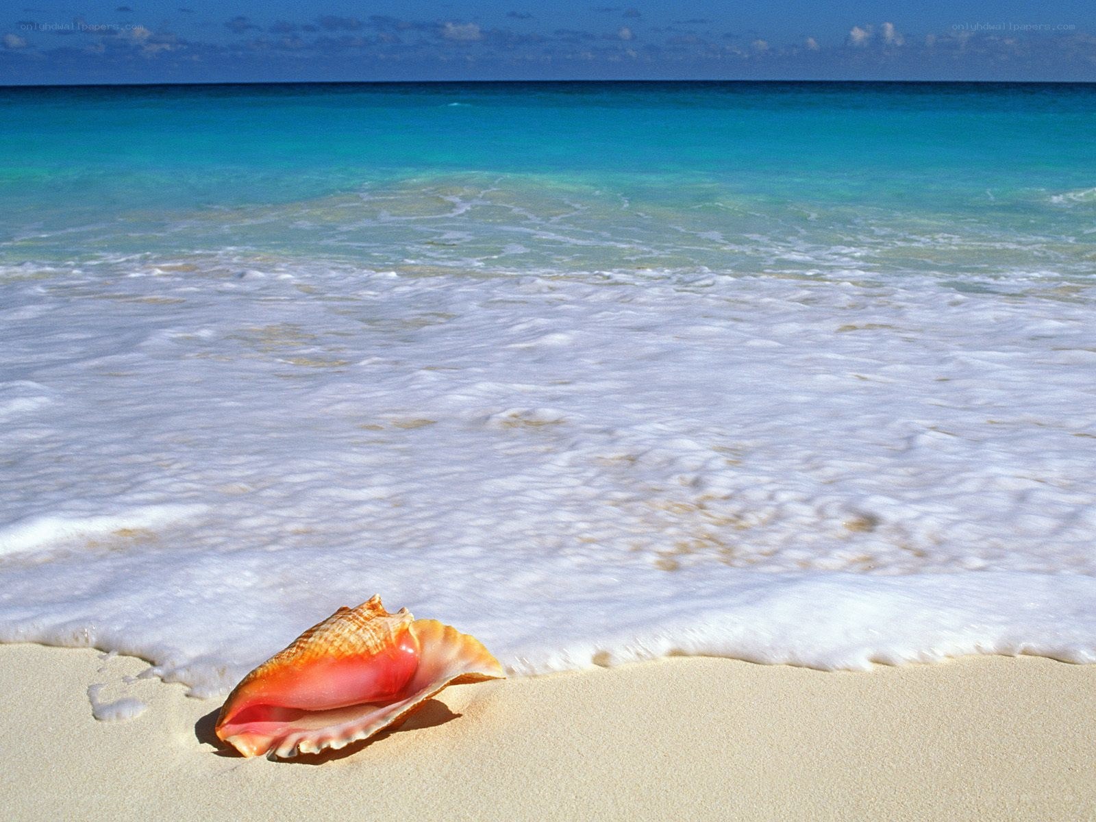 Seashell on tropical beach
