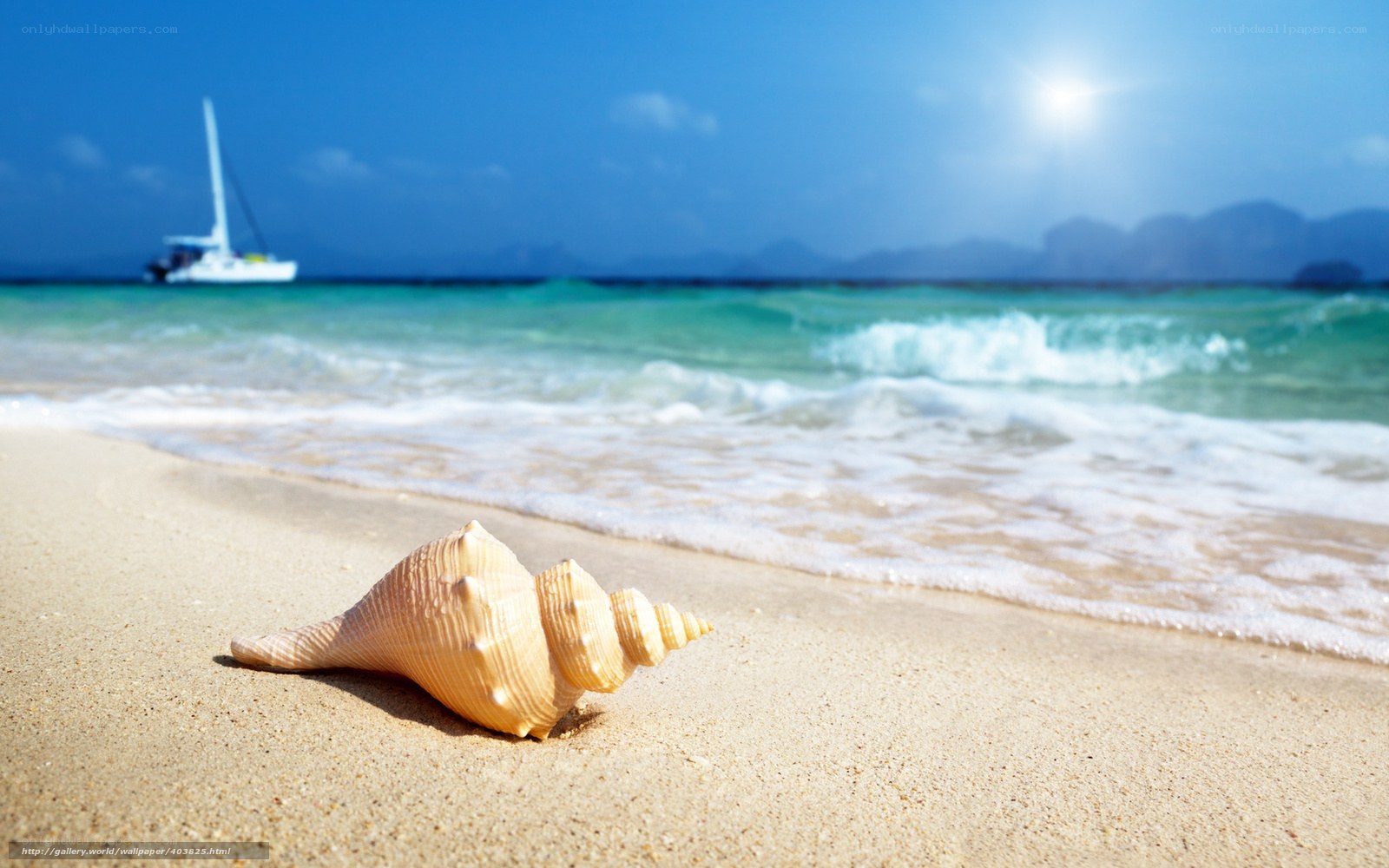Seashell on tropical beach