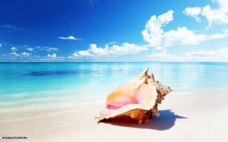 Seashell on tropical beach
