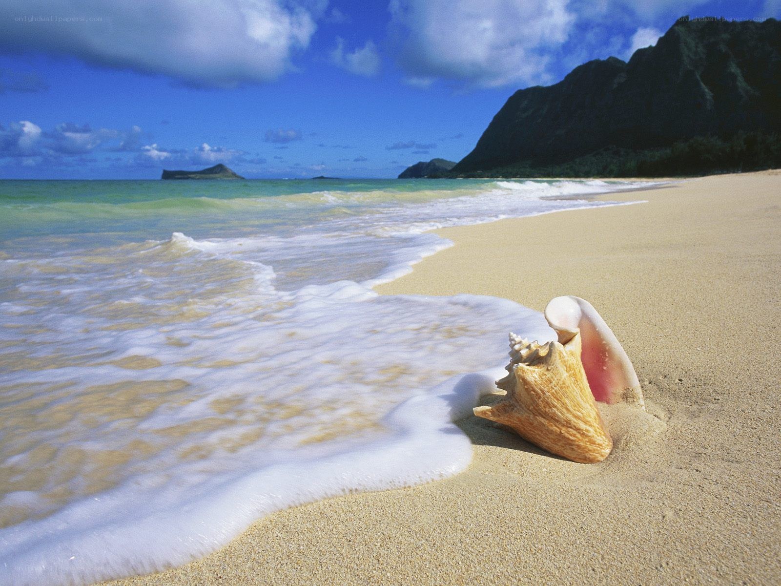 Seashell on tropical beach