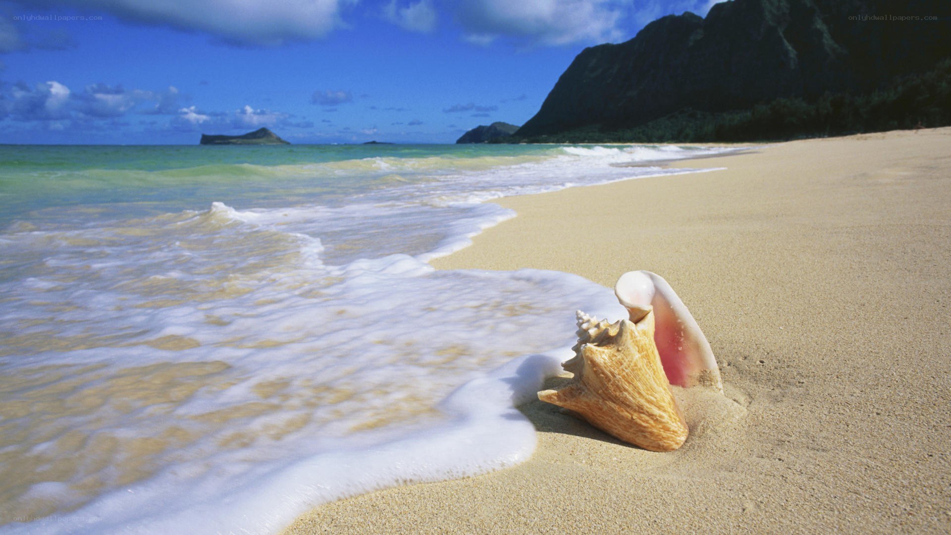 Seashell on tropical beach