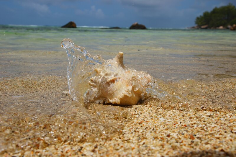 seashell on tropical beach