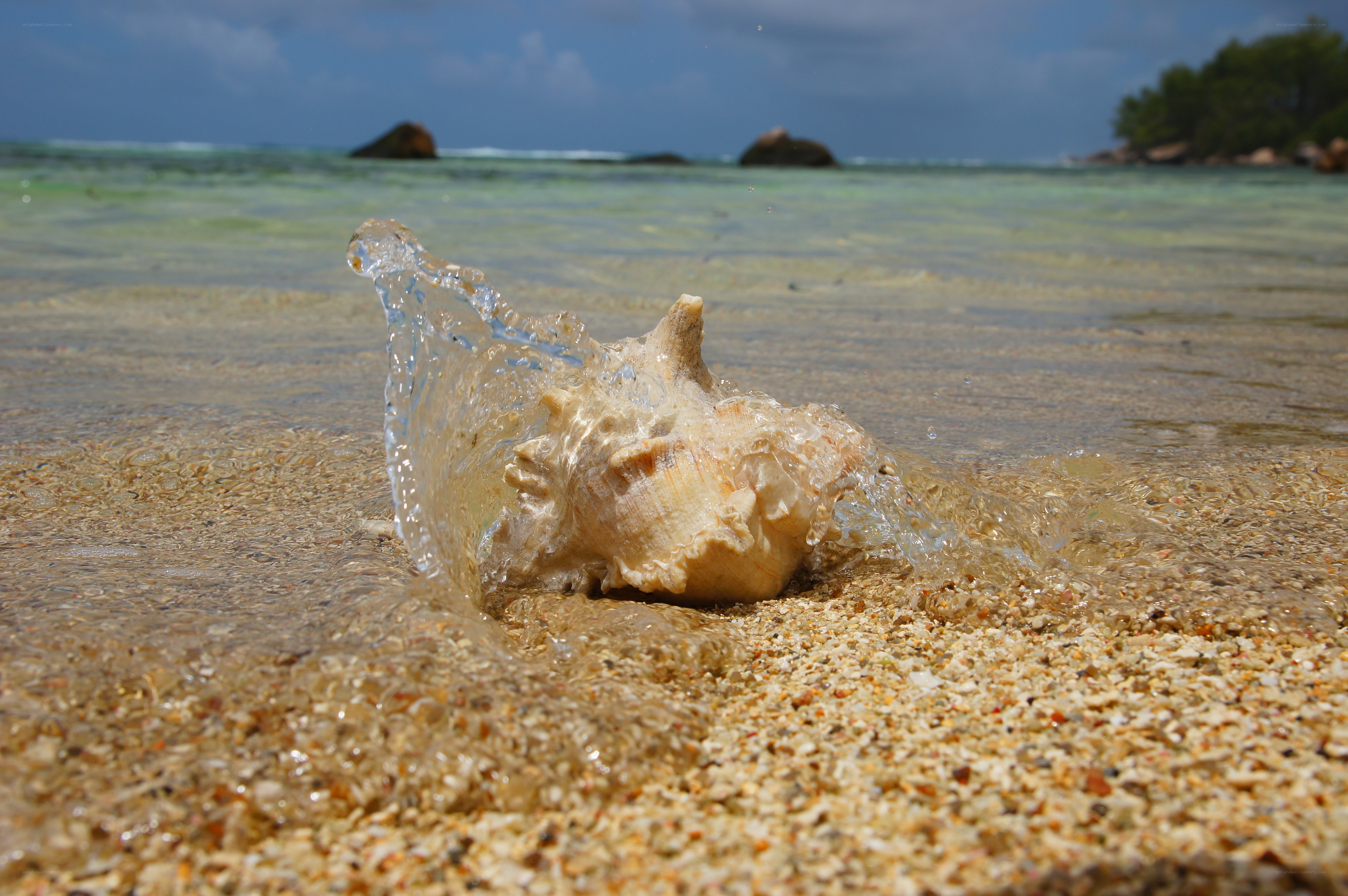 seashell on tropical beach