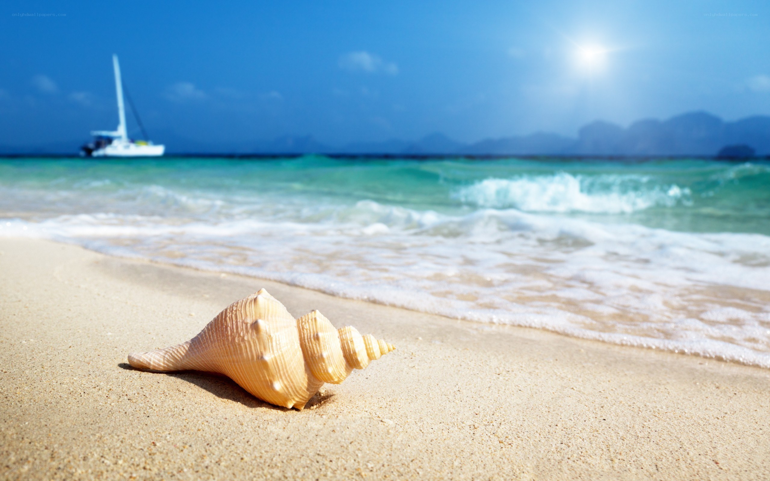 Seashell on tropical beach
