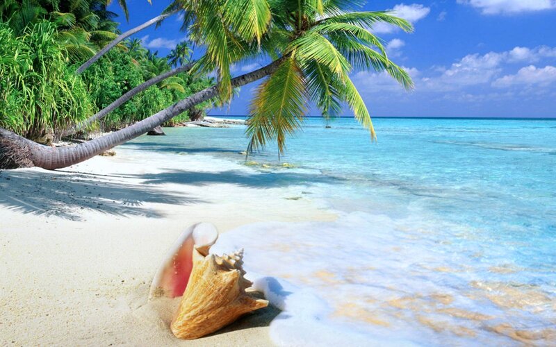 Seashell on Tropical Beach — Blue, Serene