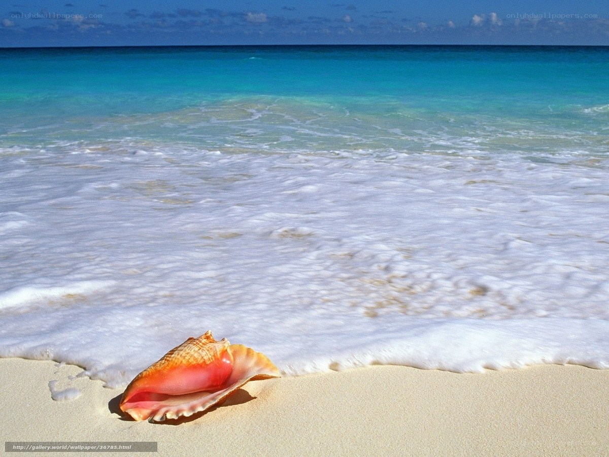 Seashell on tropical beach