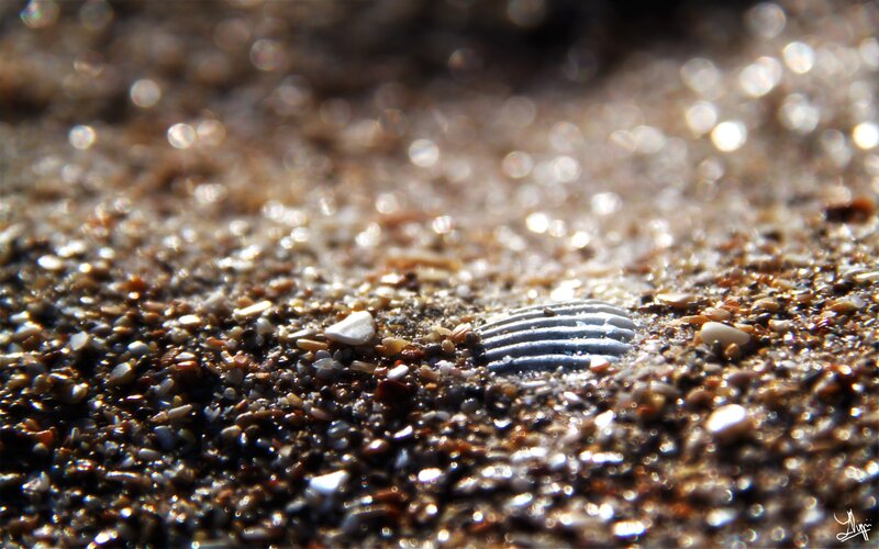 seashell on wet sand