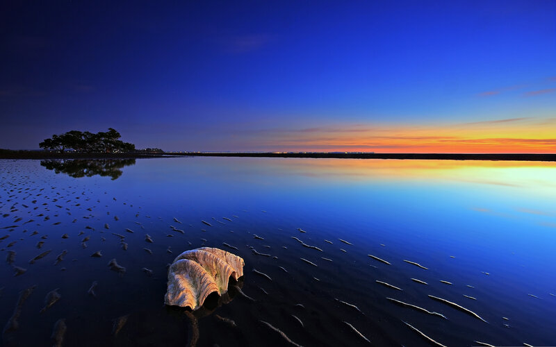 Seashell on Wet Sand — Blue, Serene