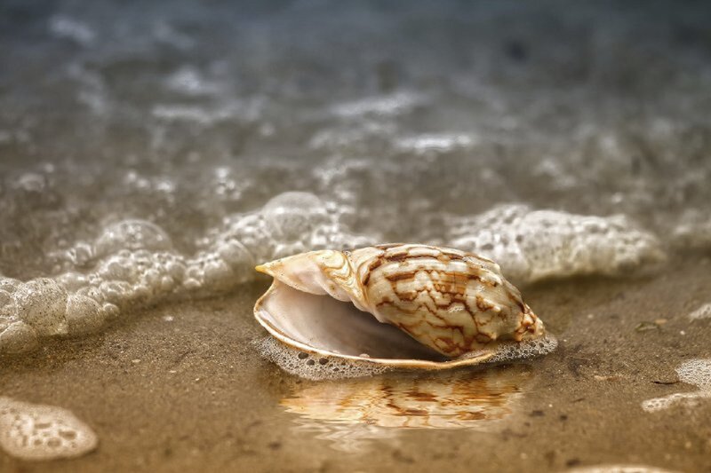 Seashell on Wet Sand — Brown, Calm, Photograph