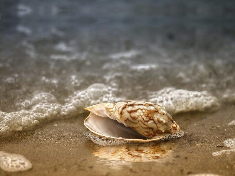 Seashell on Wet Sand — Brown, Calm
