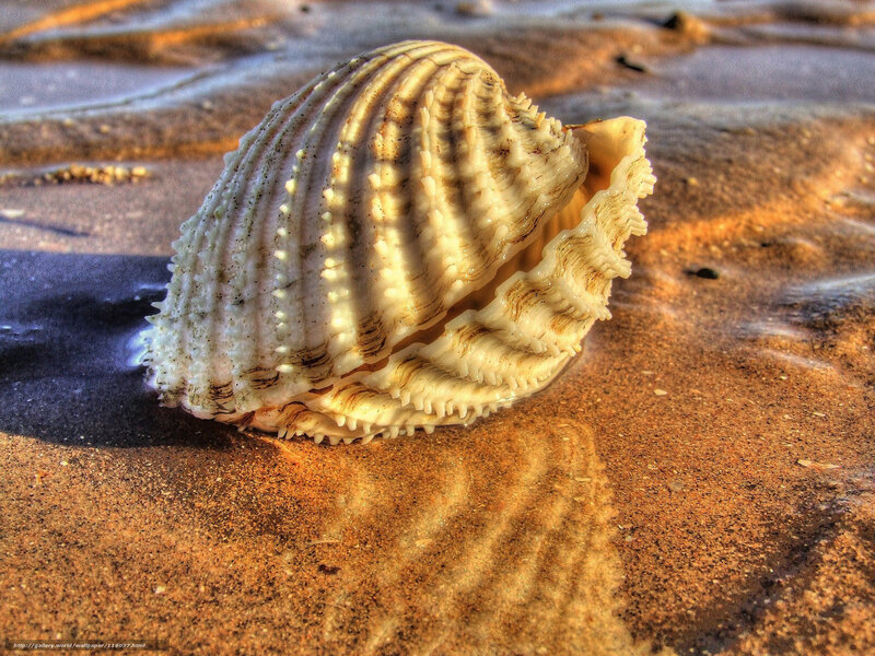 Seashell on Wet Sand — Brown, Serene