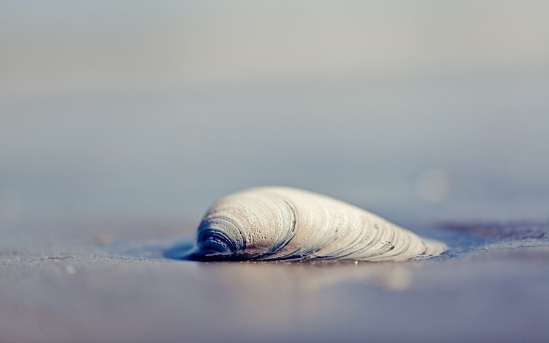 Seashell on wet sand