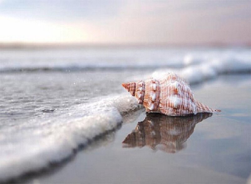 Seashell on Wet Sand — White