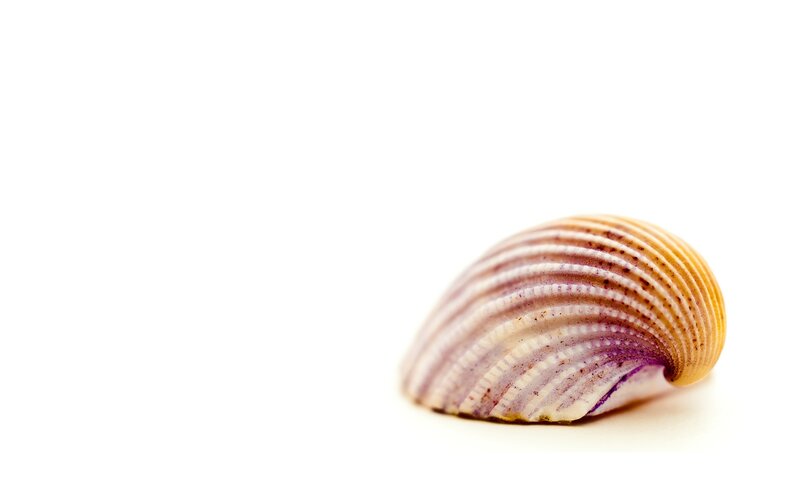 Seashell on White Surface