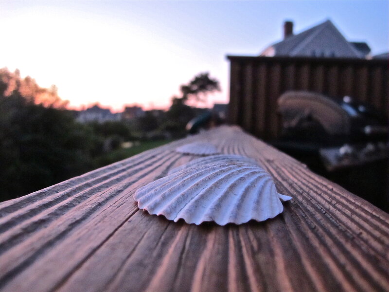Seashell on Wooden Deck