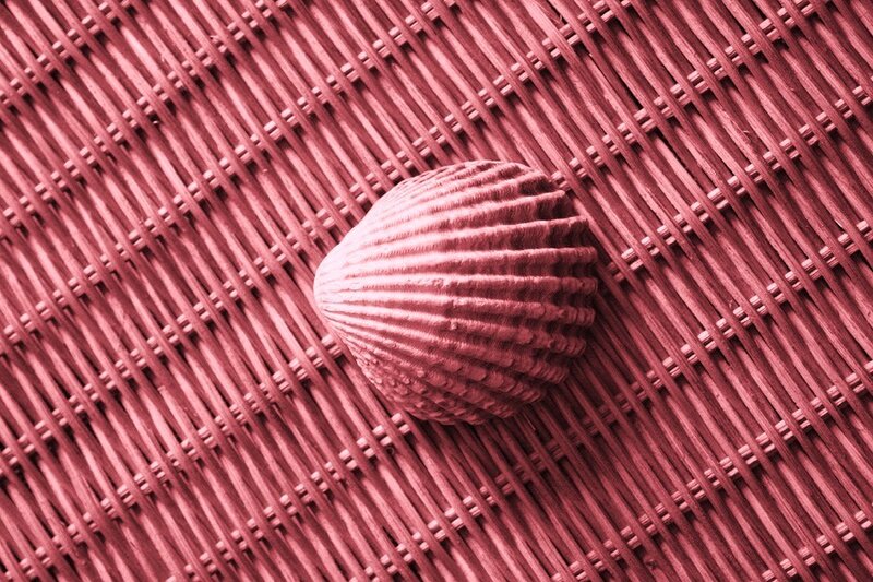 seashell on woven surface