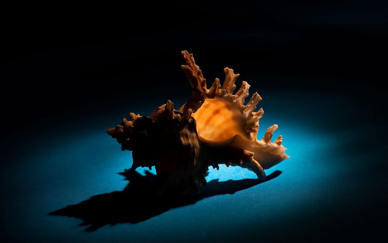 Seashell under spotlight