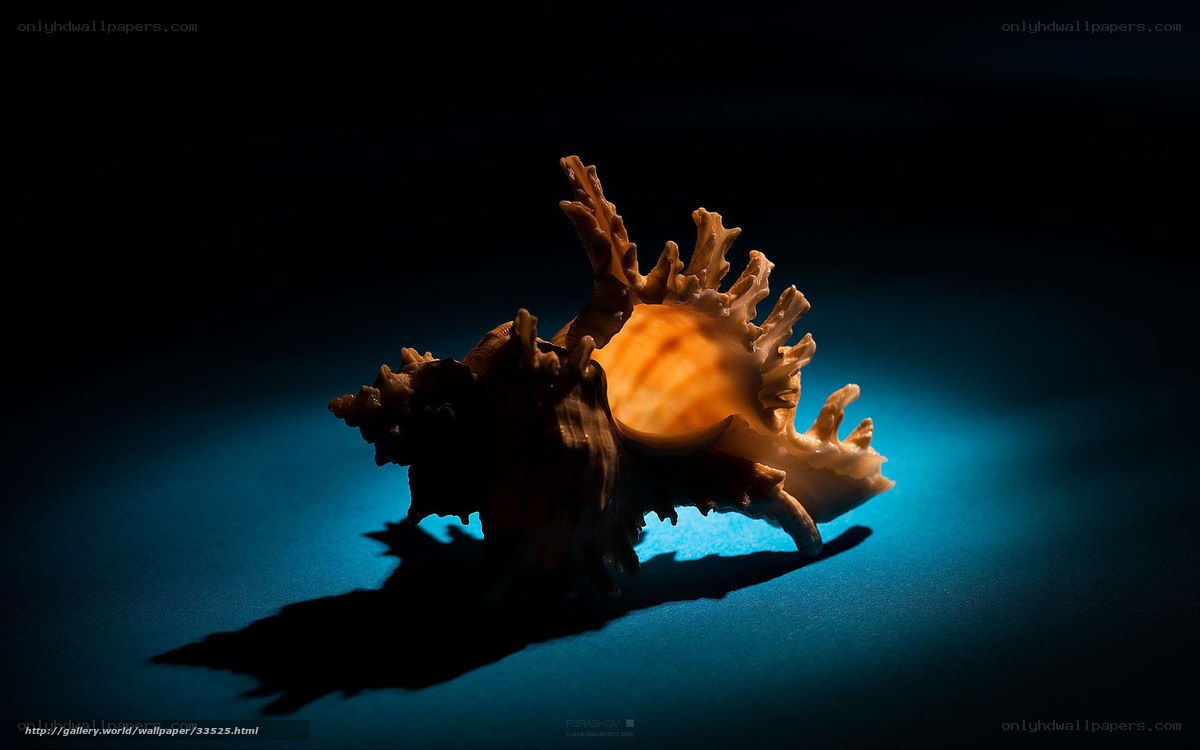 Seashell under spotlight