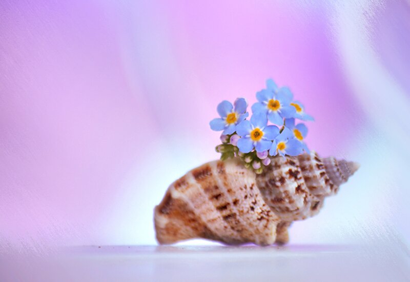 Seashell with Blue Flowers