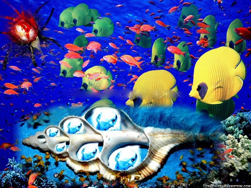 Seashell with Faces