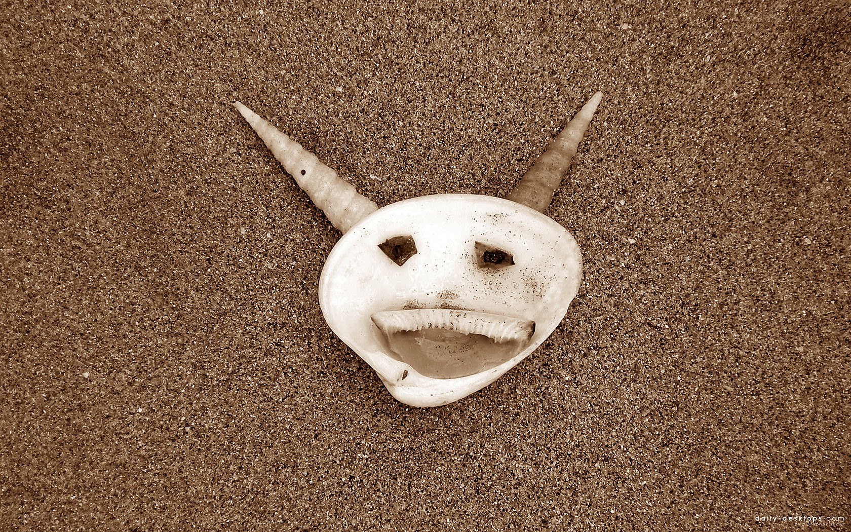 seashell with horns on sand