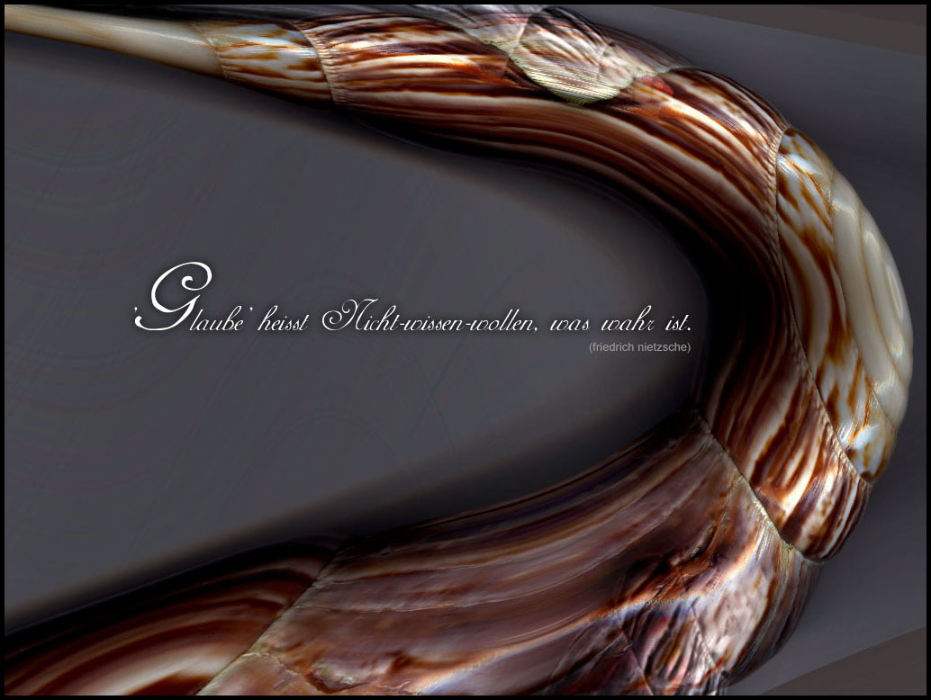 Seashell with quote