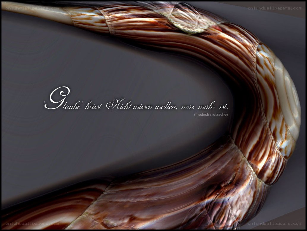 Seashell with quote