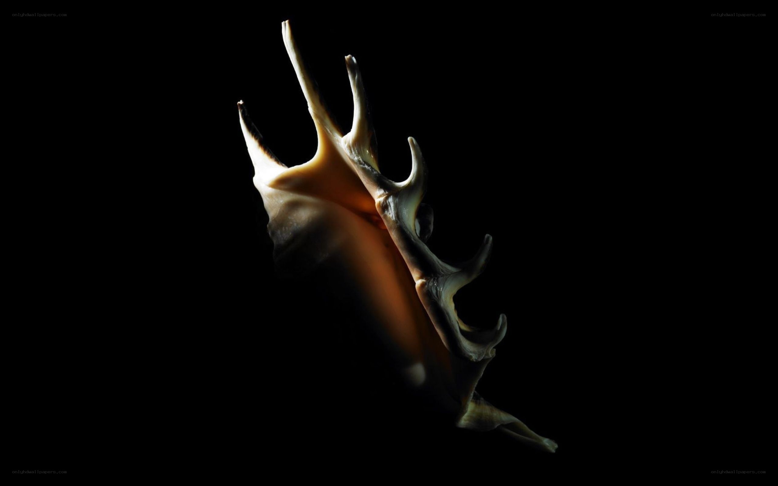 Seashell with spines
