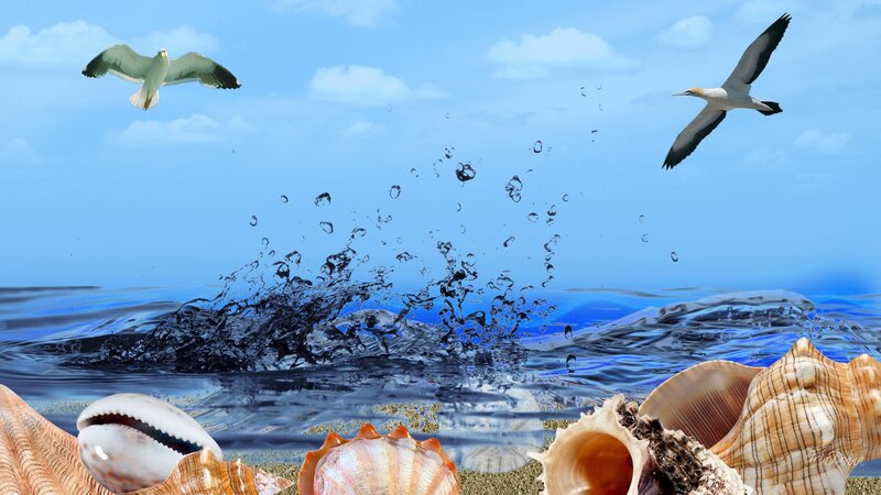 Seashells and Birds
