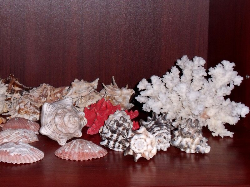 Seashells and Coral — Brown