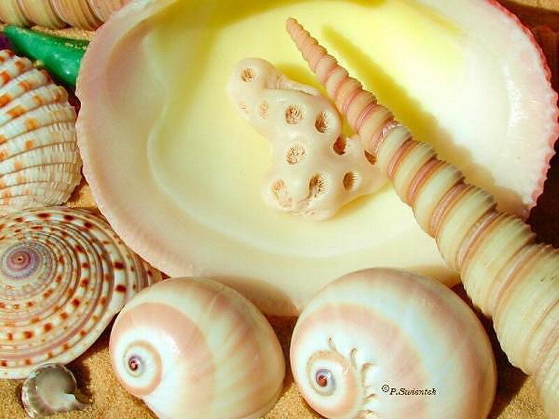 seashells and coral on sand