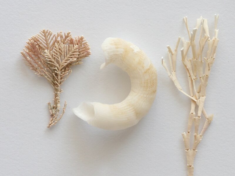 Seashells and Coral