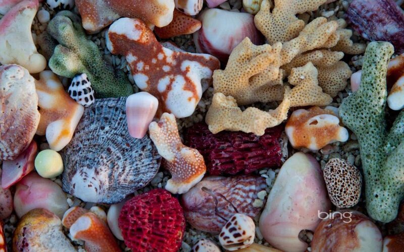 Seashells and Coral — White