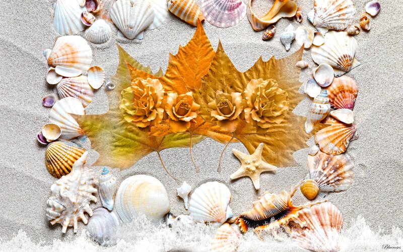 Seashells and Leaf on Sand