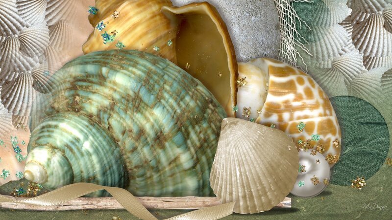 Seashells and Net